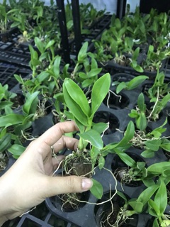 Dendro Hoa Hồng