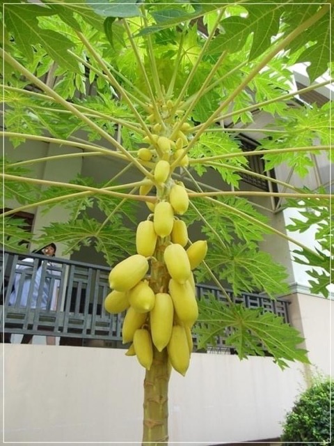 Hạt giống đu đủ vàng Thái Lan
