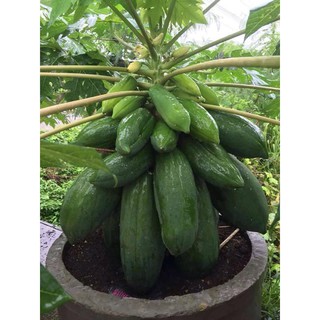cây giống ĐU ĐỦ LÙN RUỘT ĐỎ siêu quả--siêu năng xuất--siêu ngon