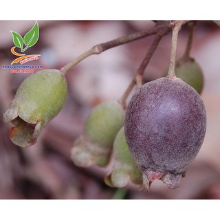 cây sim rừng sắp ra bông ra trái
