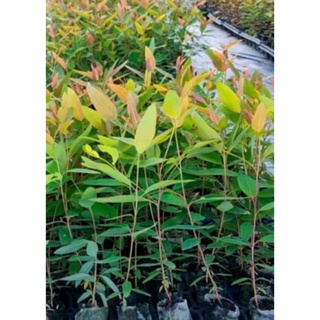 Cây keo, bạch đàn, Quế giống, cây gió bầu tạo trầm hương