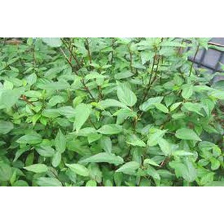 Hạt giống Rau đay