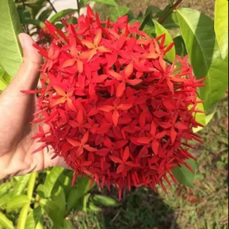 Mẫu Đơn Mỹ Đỏ - cây bông trang mỹ - caykiengsadec