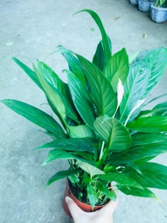CHẬU LAN Ý