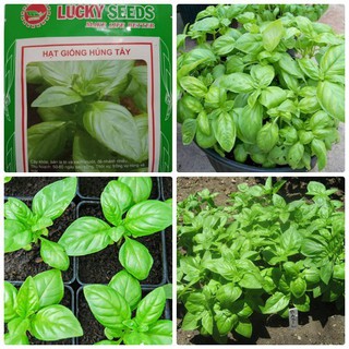 Hạt giống rau gia vị Húng tây . túi 1gram