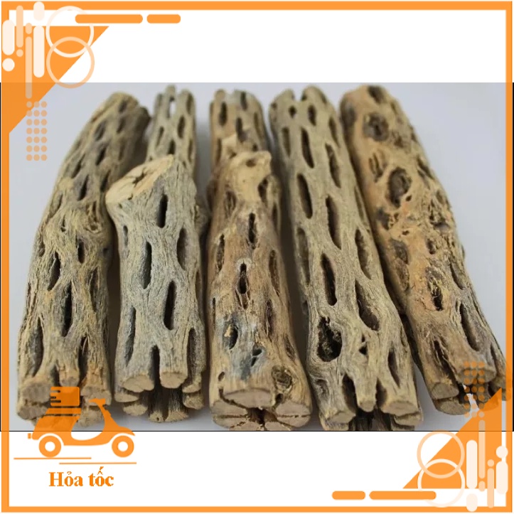 Lũa Cholla - Lũa Xương Rồng Chuyên Cho Tép Cảnh - Đồ chơi cho tép - Hang cho tép - Trang trí hồ thủy sinh