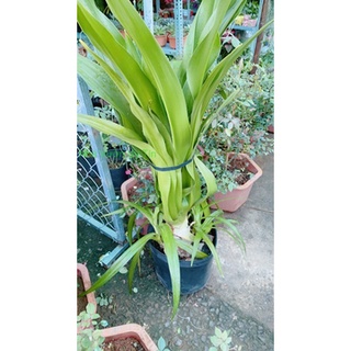Cây Đại Tướng Quân Cao 1m (chỉ giao hoả tốc)