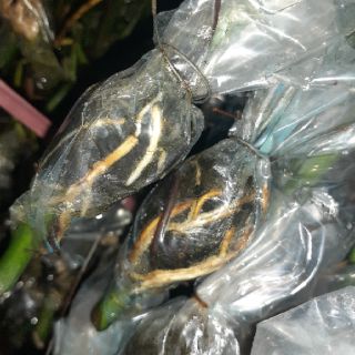 Cành chiết đẹp mới cắt