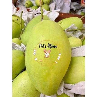 Xoài cát hoà lộc Cao Lãnh
