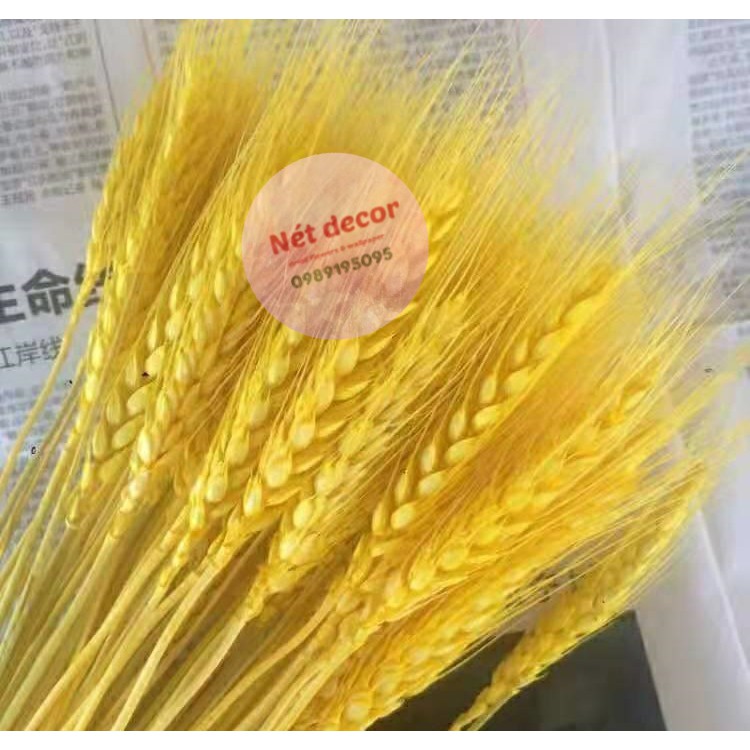 ❤️FREESHIP❤️ 10 cành lúa mạch khô DRIED WHEAT decor siêu bền