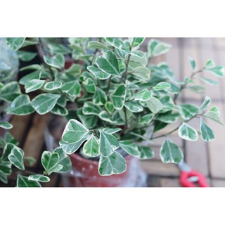Cây Bàng Lá Tim Cẩm Thạch (Ficus deltoidea Jack f. Variegata, Bàng Lá Tim Cẩm Thạch)