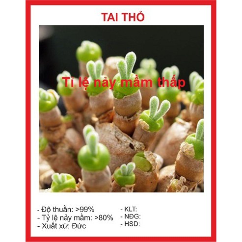 Hạt giống Tai Thỏ 20 Hạt