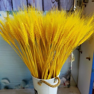Lúa Mạch trang trí, Bông Lúa khô (bó 50 bông)