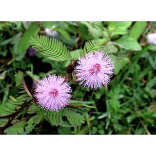 500gr cây xấu hổ tươi