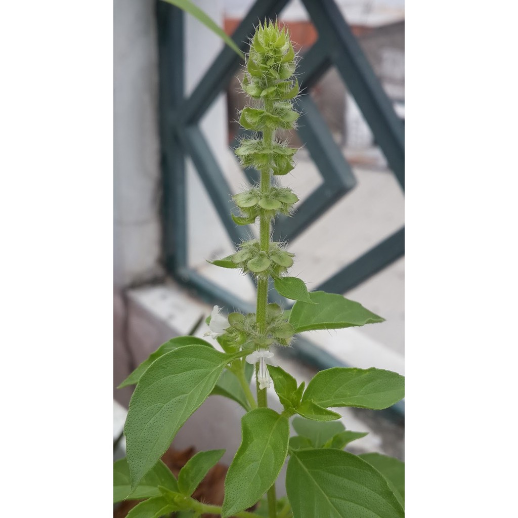 Hạt giống rau é trắng (Hoary Basil Seeds)