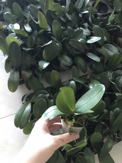 Lan hồ điệp giống( compo 5 cây)