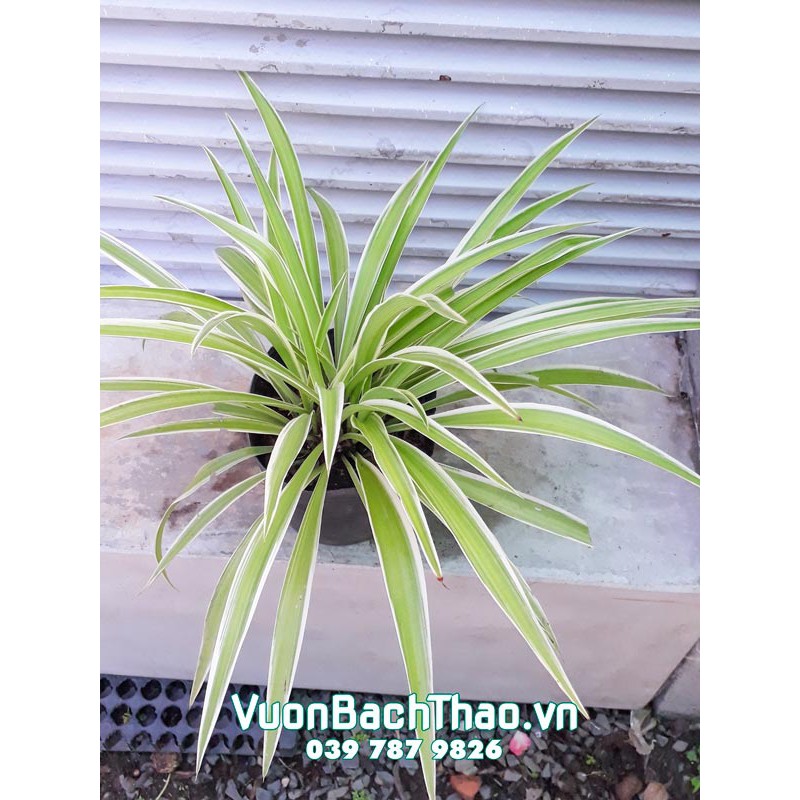 Cây Cỏ Lan Chi Trồng làm cảnh