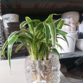 Chậu Lan Chi thủy sinh để bàn