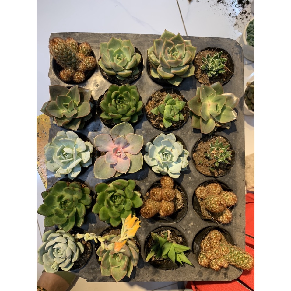 SEN ĐÁ SIZE BẦU, SEN BẦU - ĐA DẠNG, NHIỀU MÀU - THUẦN KHÍ HẬU NÓNG