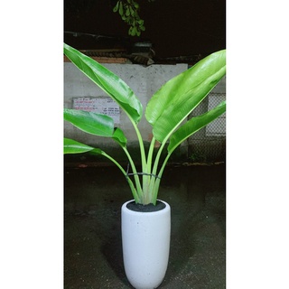 Chậu Cây Chuối Rẻ Quạt