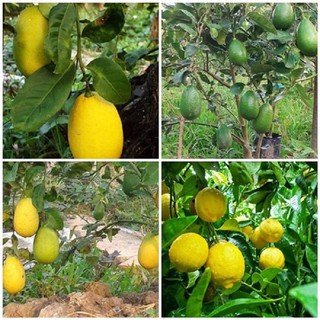 Cây giống chanh vàng mỹ size lớn nhập khẩu