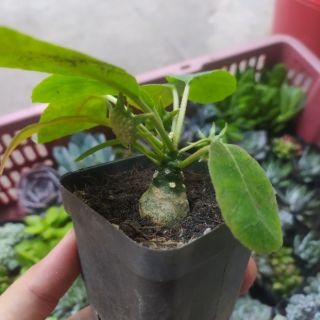 Cây Mặt Trời