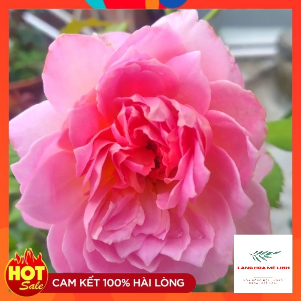 Hoa hồng ngoại Jubilee Celebration rose –[✌️BÚP  SEN TRÊN CẠN VẺ ĐẸP TUẦN TÚY✌] Bông lớn – Hương thơm đậm – Lặp tốt – Ho