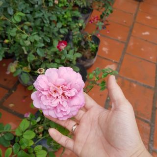 Combo 4 cây hoa hồng
