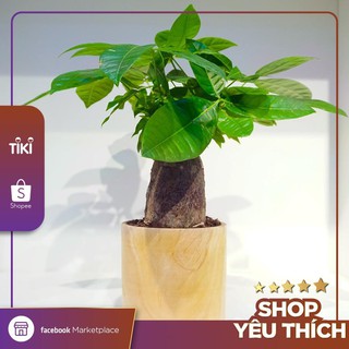 Chậu cây gỗ xà cừ