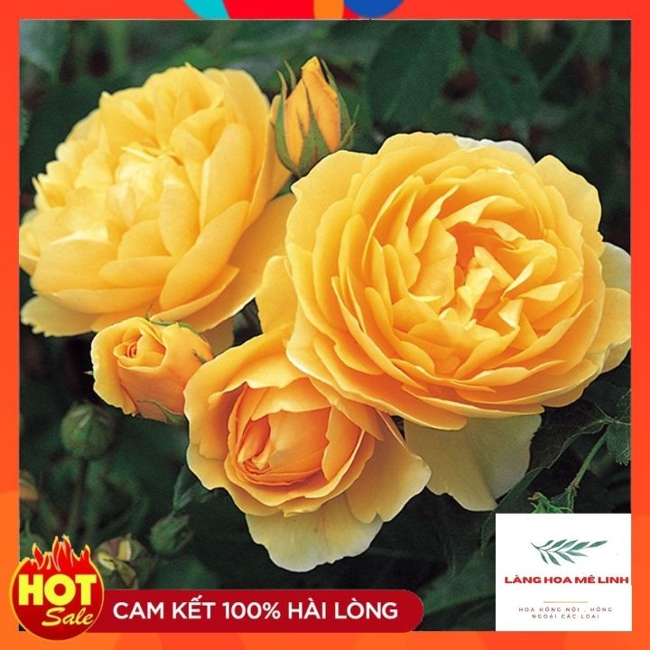 Hoa hồng ngoại Golden Celebaration rose SIÊU PHẨM – Sắc vàng tươi đẹp mộng mơ tới từ vương quốc Anh.️️.