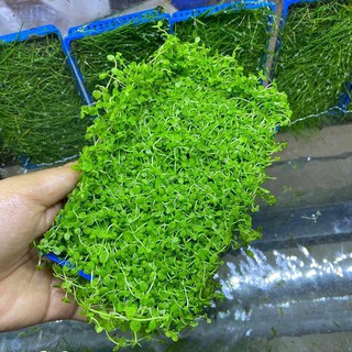Trân Châu Ngọc Trai Lá Tròn Vỉ 8x14 (CÂY THỦY SINH)