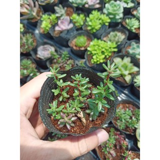 Sen đá sedum gạo tím (sedum nếp cẩm)