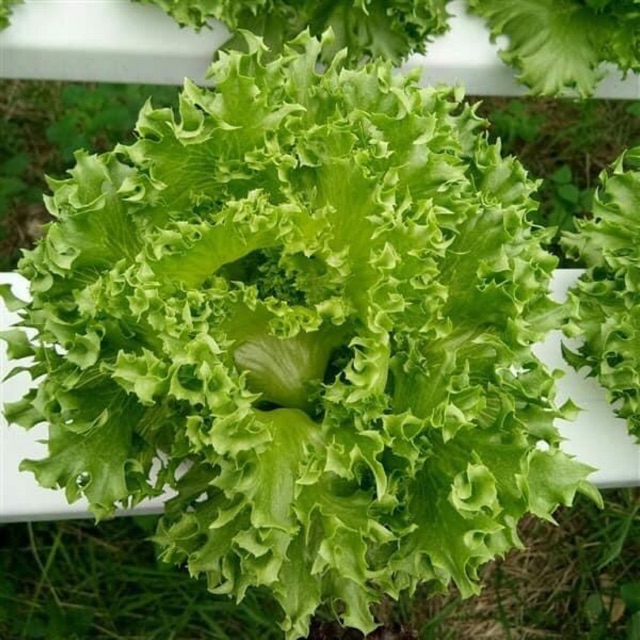 500 HẠT GIỐNG XÀ LÁCH THỦY TINH FRILL THÁI LAN