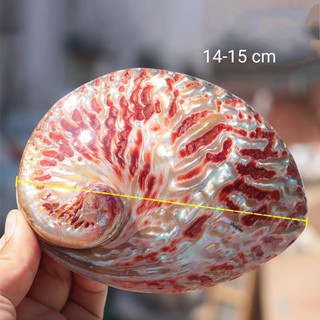 (gg1) Abalone Shell Smudging Bowl/ Đĩa ốc xà cừ đốt sage và gỗ thơm nhiều màu/ Seashell Incense Burner