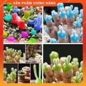 VNUA -  HẠT GIỐNG TAI THỎ MIX GÓI 5 HẠT