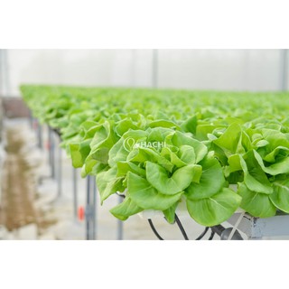 Gói 2g hạt giống xà lách búp