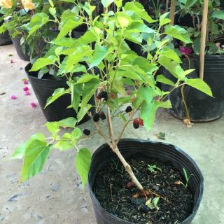Cây dâu tằm ( ăn ngọt )