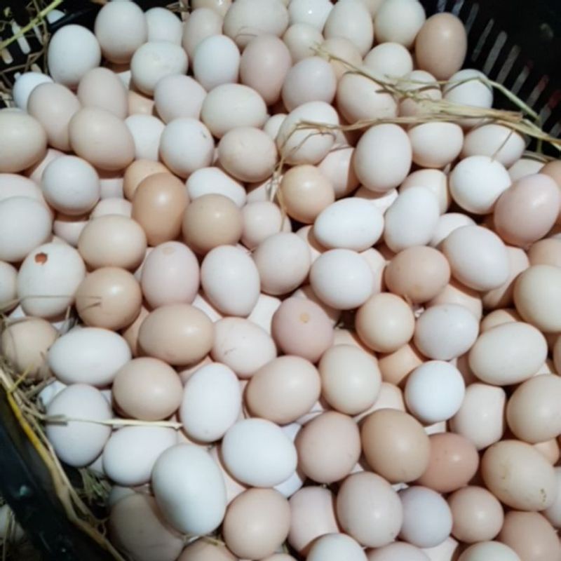 Trứng Gà Ta Sạch Giao Siêu Tốc 1h