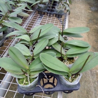 [nhập mã:PHAMHDQ2 giảm 15/ đơn] Lan hồ điệp đang ngồng hoa tết