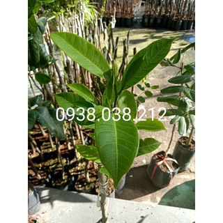 CÂY MÍT TỐ NỮ