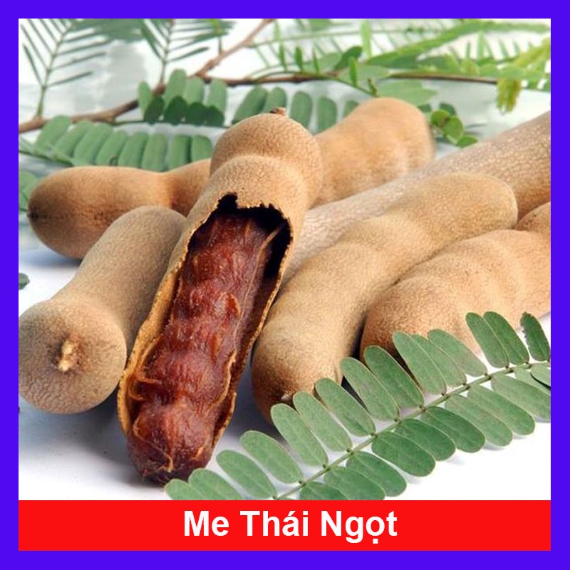 Cây Me Thái Ngọt - cây ăn quả