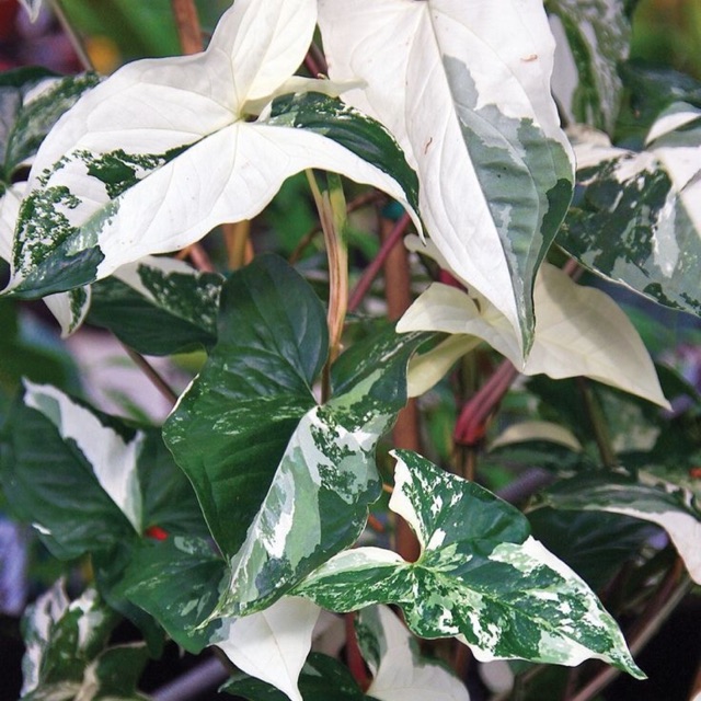 Chậu cứng syngonium var - Môn leo mũi tên đột biến