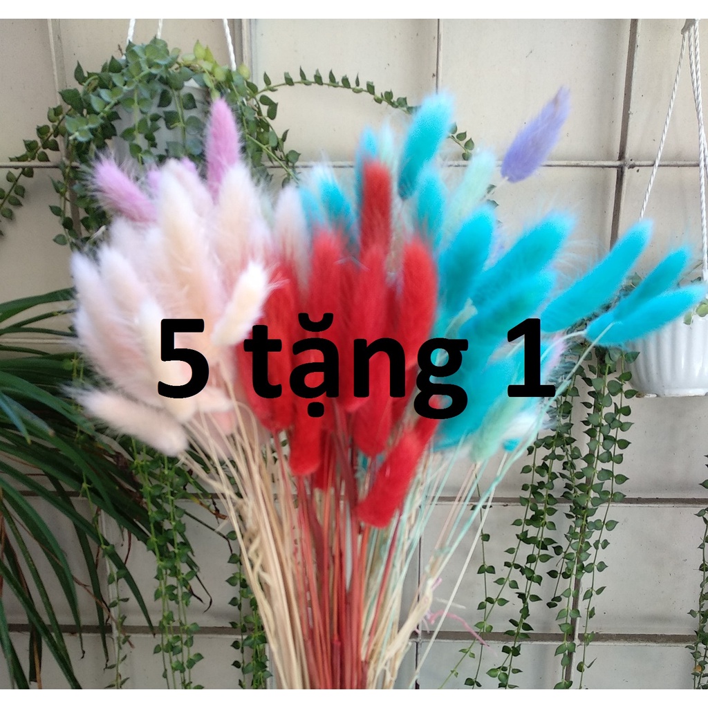10 cành hoa đuôi thỏ trang trí, décor có nhiều màu sắc để chọn lựa ( hoa thật sấy khô)