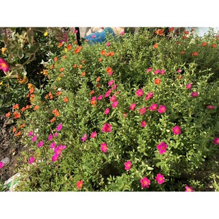 20 nhánh Hoa mười giờ/sam thái đủ màu