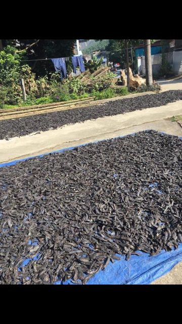 1kg Bồ Kết nguyên trái khô_bồ kết rừng tây nguyên | BigBuy360 - bigbuy360.vn