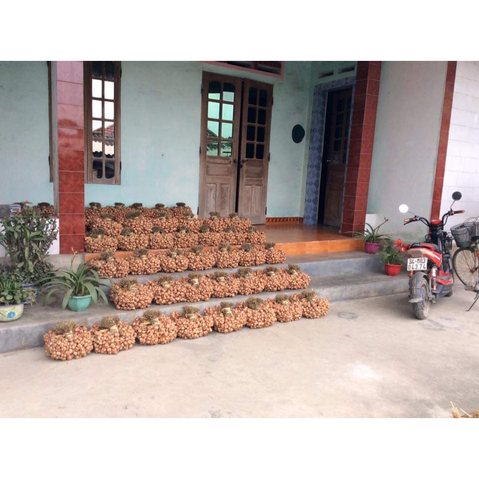 Hành Ta Kinh Môn Giá Sỉ, Hành Loại 1 Củ To, Đặc Sản Hải Dương