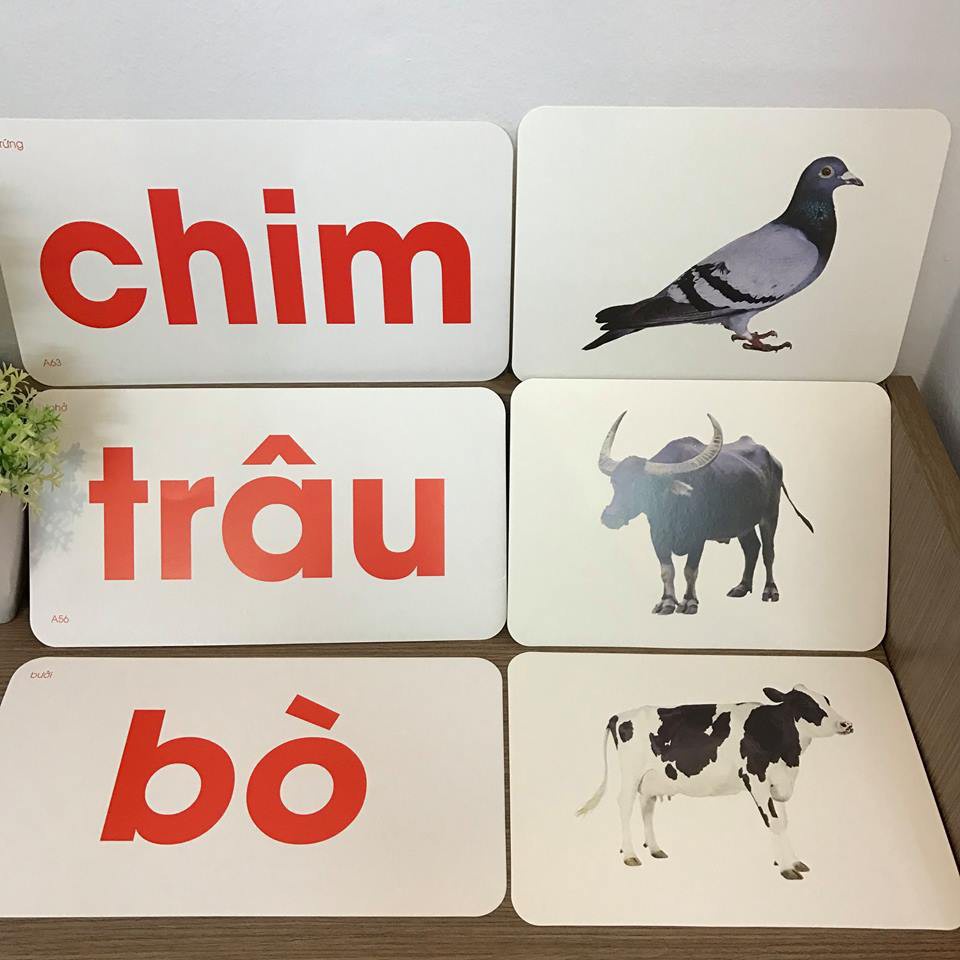 Bộ thẻ flashcard TOMCITY 100 thẻ về thế giới xung quanh giáo dục sớm cho trẻ