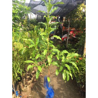 cây vú sữa hoàng kim trưởng thành cao m7