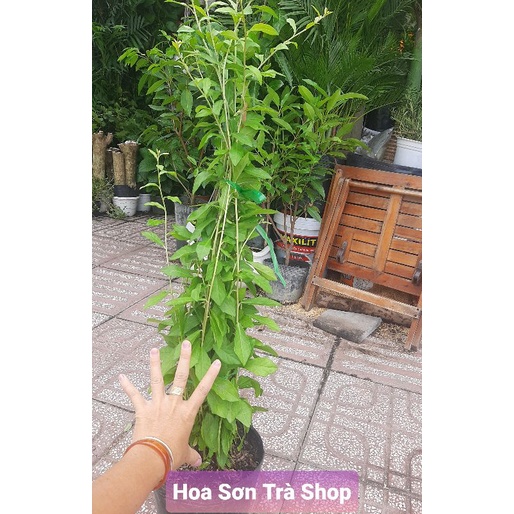 Cây giống CÚC TẦN ẤN ĐỘ, dài 60-90cm