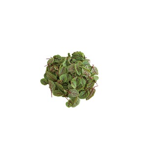 Hạt giống Sorrel (rau chua gân đỏ)